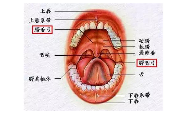 腭舌弓和腭咽弓位置图
