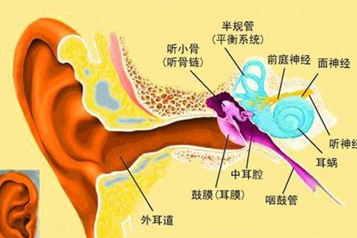 人耳结构