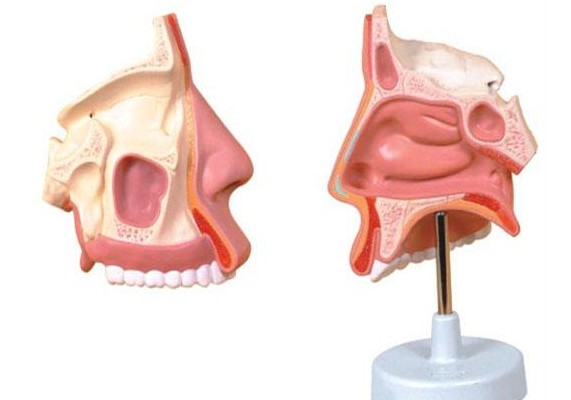 鼻腔与鼻窦